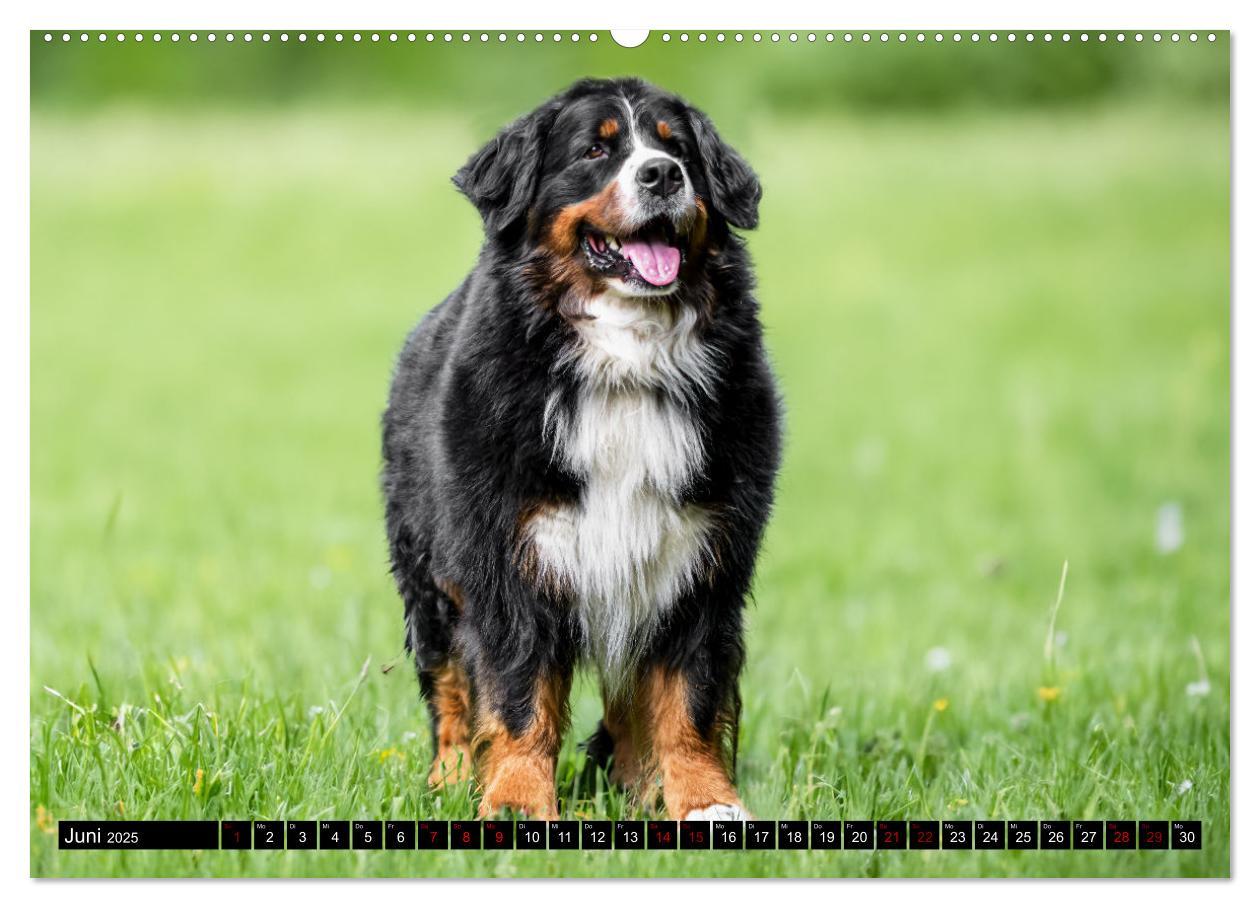 Bild: 9783457182604 | Berner Sennenhunde - Faszinierende Herzensbrecher (Wandkalender...