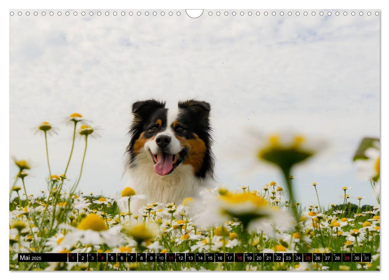 Bild: 9783435553129 | Australian Shepherd - Lebensfreude auf vier Pfoten (Wandkalender...