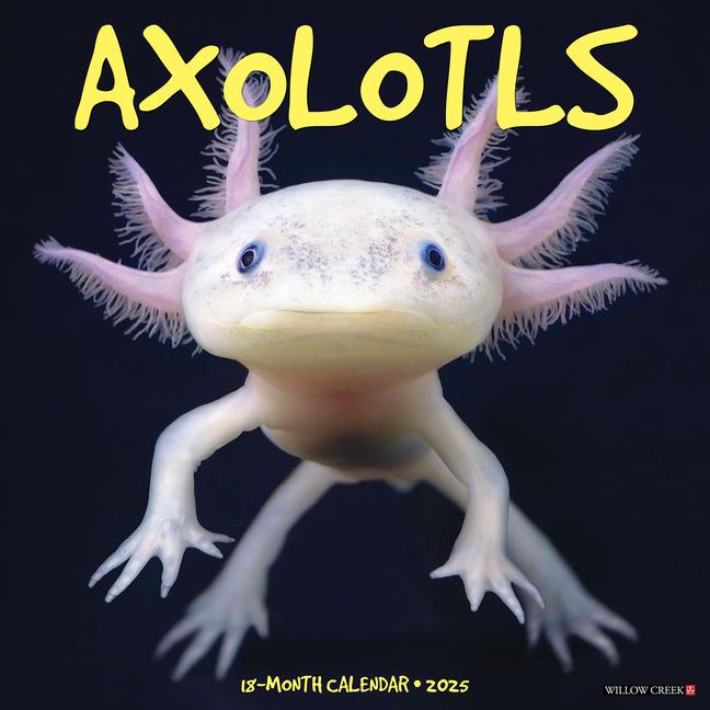 Cover: 9781549241512 | Axolotls 2025 12 X 12 Wall Calendar | Willow Creek Press | Kalender