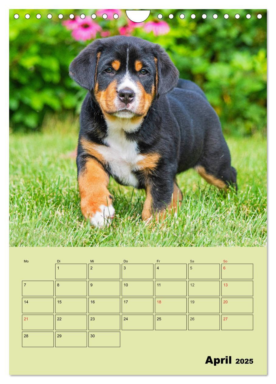 Bild: 9783435960323 | Familienplaner Großer Schweizer Sennenhund (Wandkalender 2025 DIN...