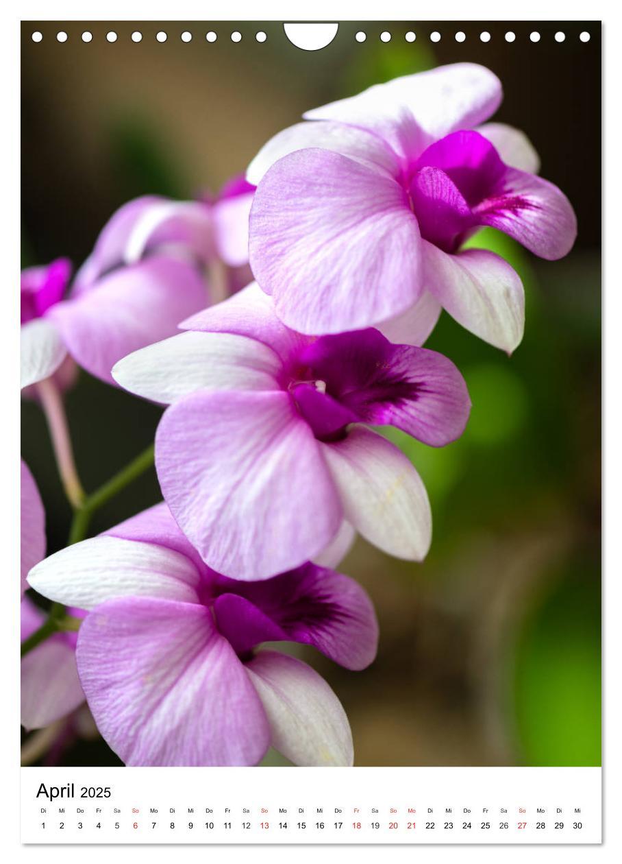 Bild: 9783435961290 | Orchideen (Wandkalender 2025 DIN A4 hoch), CALVENDO Monatskalender