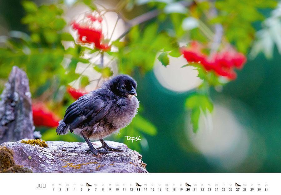 Bild: 9783966648349 | Tierkinder auf dem Bauernhof Kalender 2025 | J. -L. Klein (u. a.)