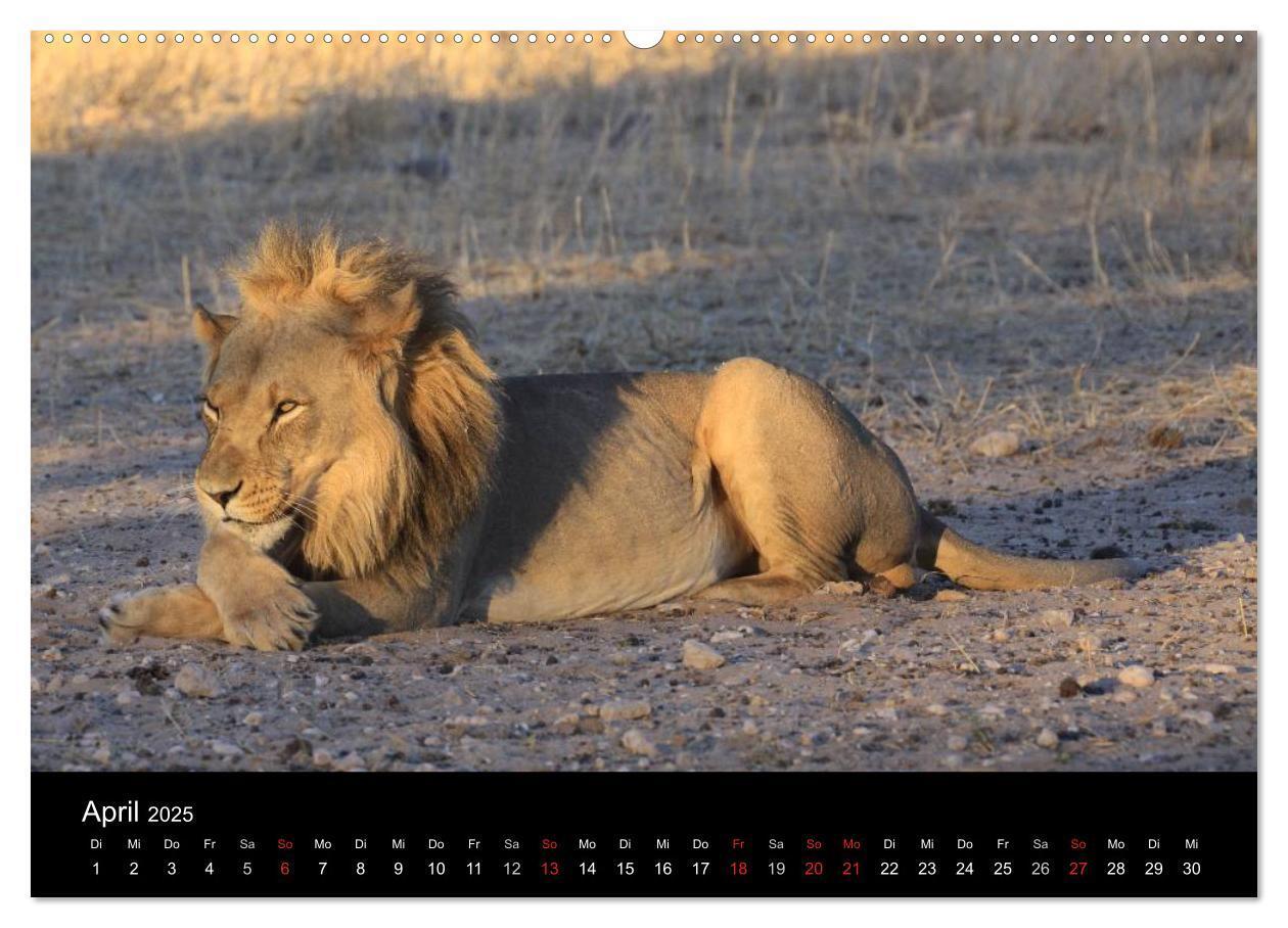 Bild: 9783435837397 | Löwen - Könige der Tiere (Wandkalender 2025 DIN A2 quer), CALVENDO...