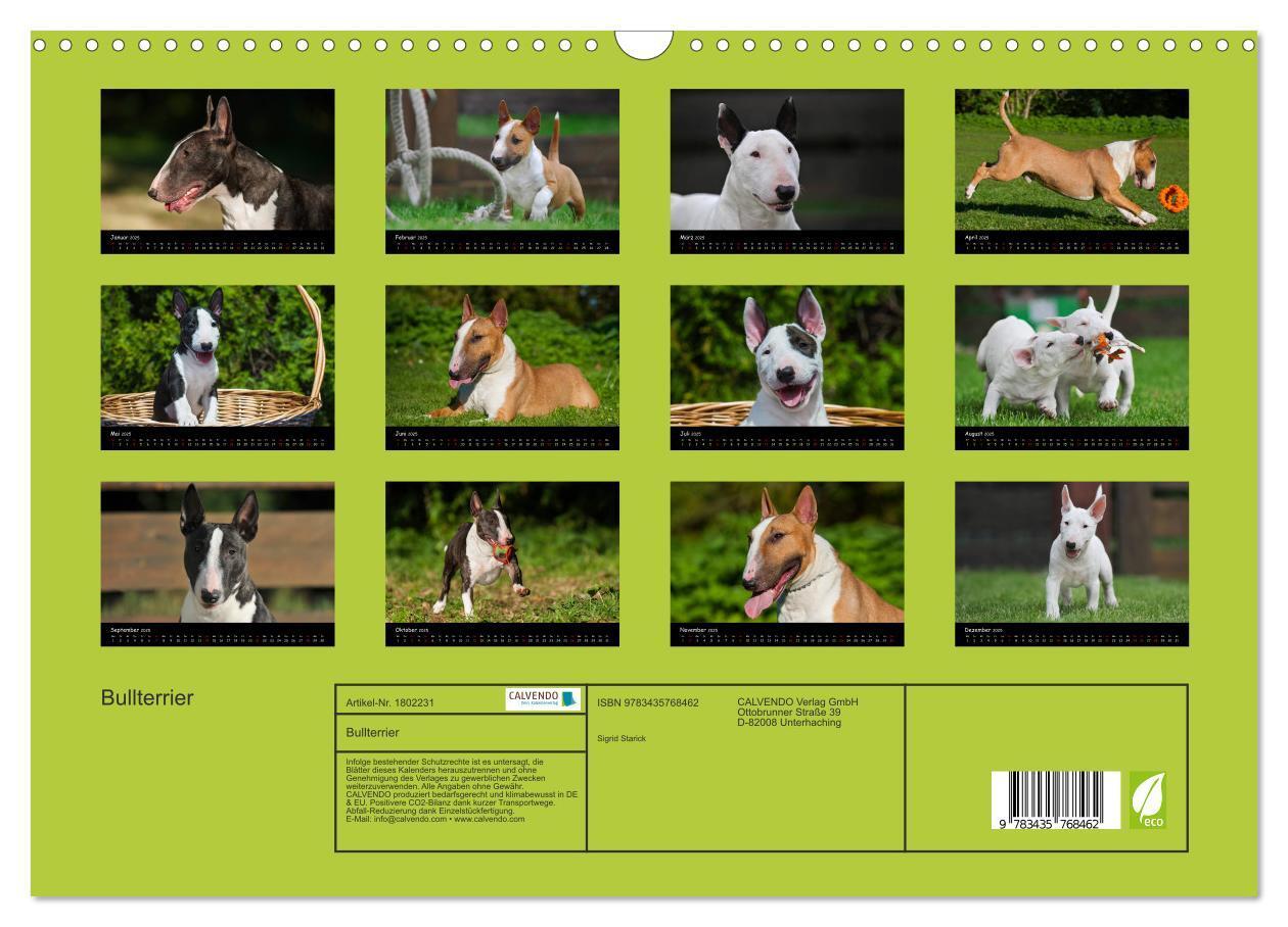 Bild: 9783435768462 | Bullterrier (Wandkalender 2025 DIN A3 quer), CALVENDO Monatskalender