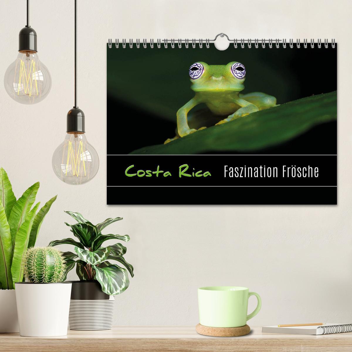 Bild: 9783435491520 | Costa Rica - Faszination Frösche (Wandkalender 2025 DIN A4 quer),...