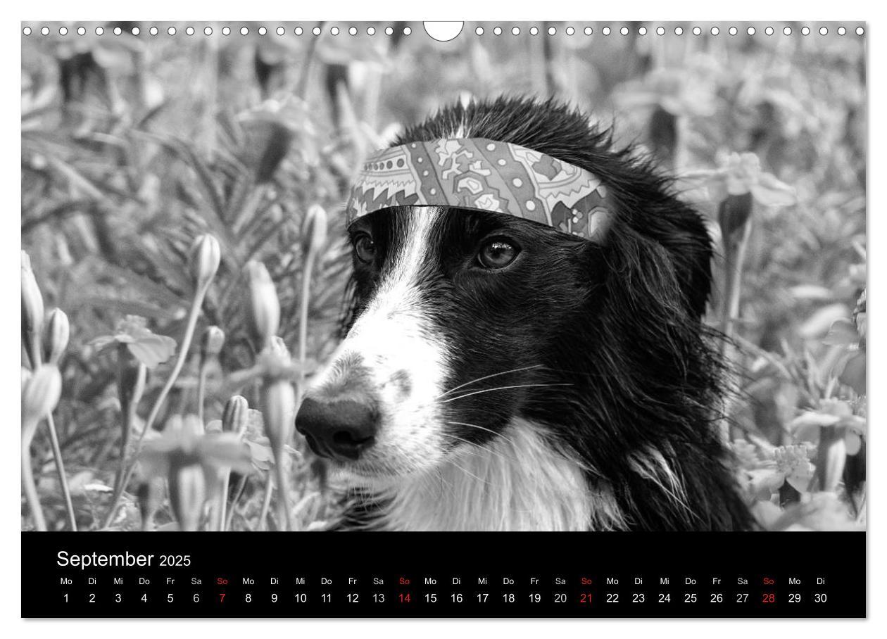 Bild: 9783435781096 | Hütehunde (Wandkalender 2025 DIN A3 quer), CALVENDO Monatskalender