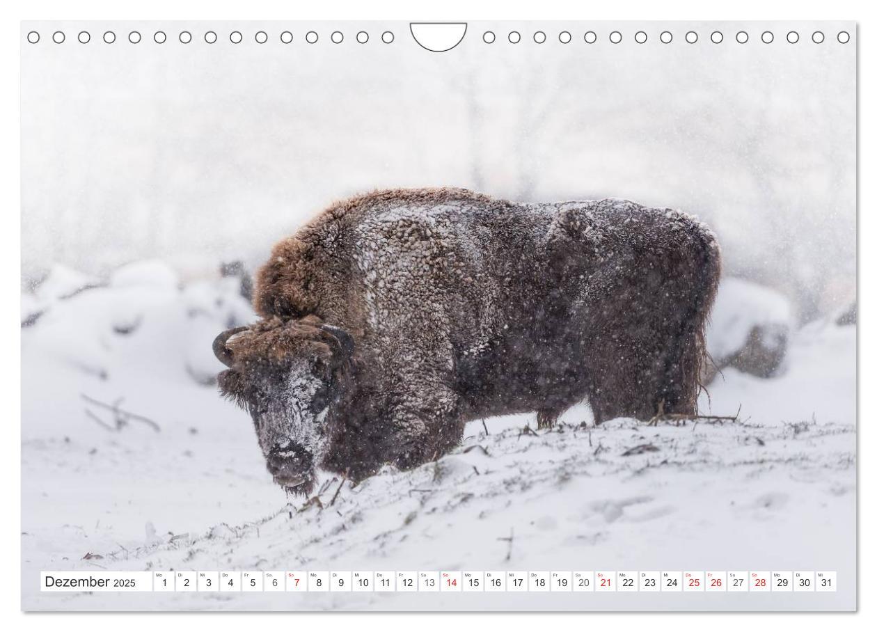 Bild: 9783435616510 | Emotionale Momente: Der Wisent. (Wandkalender 2025 DIN A4 quer),...