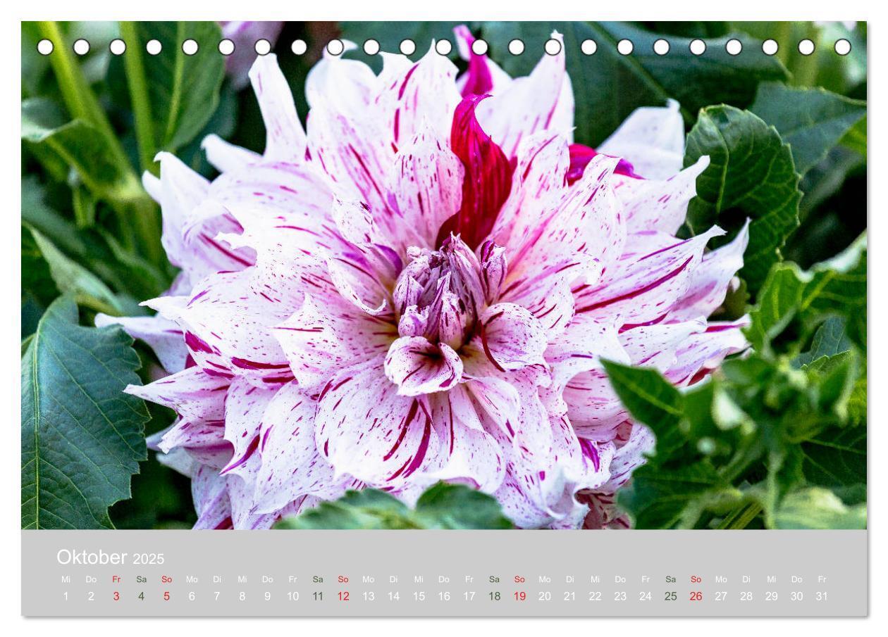 Bild: 9783435298815 | Dahlien - Prachtvolle Blüten des Spätsommers (Tischkalender 2025...