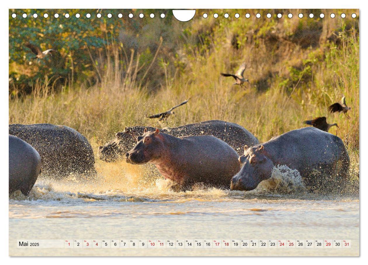 Bild: 9783435229956 | Faszination Afrika: Flusspferde (Wandkalender 2025 DIN A4 quer),...