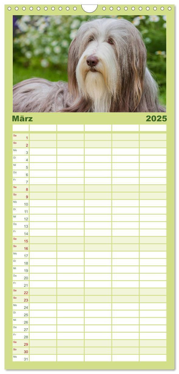 Bild: 9783457125168 | Familienplaner 2025 - Liebenswerter Clown Bearded Collie mit 5...