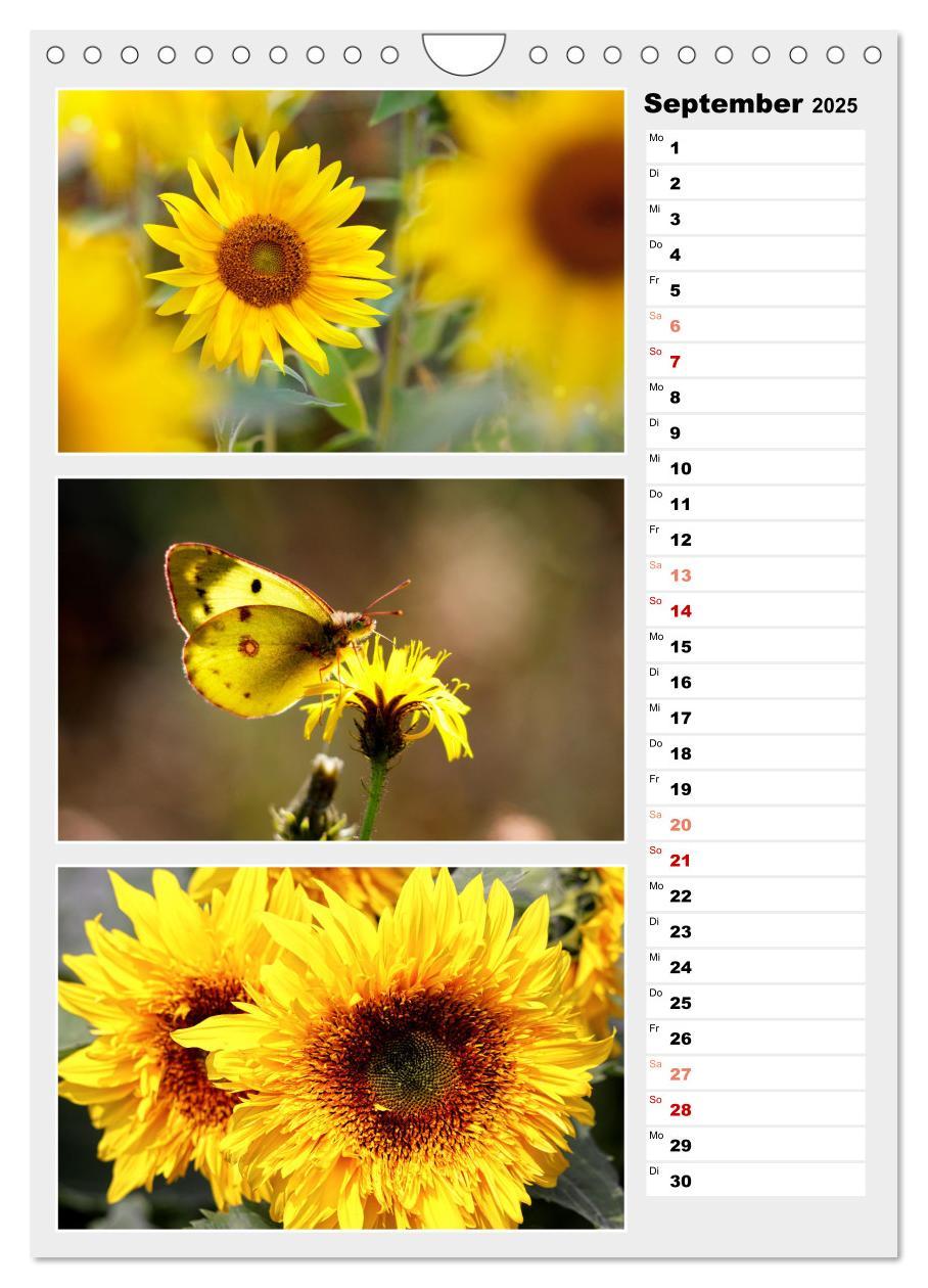 Bild: 9783435889877 | Zauberhafte Farben der Natur (Wandkalender 2025 DIN A4 hoch),...