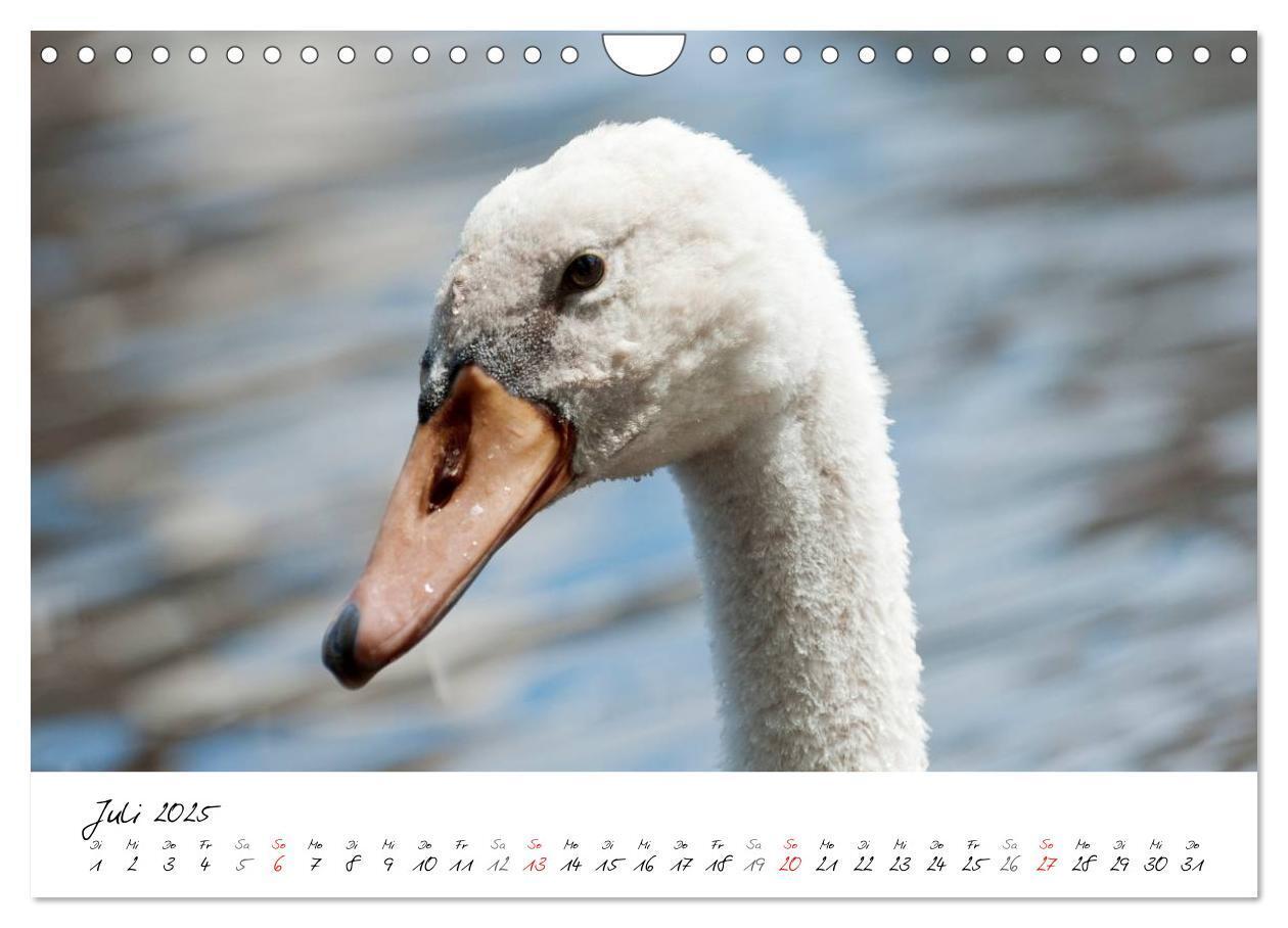 Bild: 9783435651313 | Vom Küken zum Schwan (Wandkalender 2025 DIN A4 quer), CALVENDO...