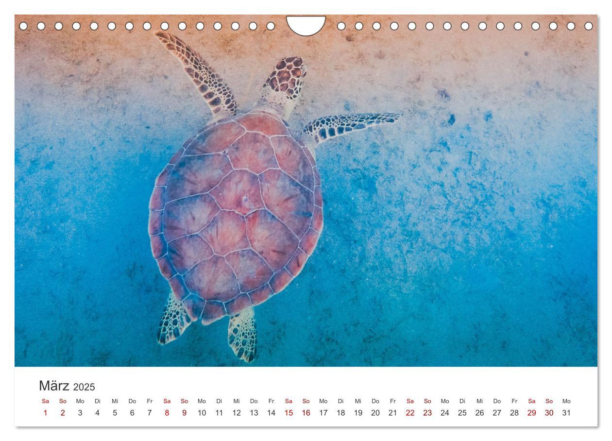 Bild: 9783383997839 | Schildkröten - Die gepanzerten Tiere. (Wandkalender 2025 DIN A4...