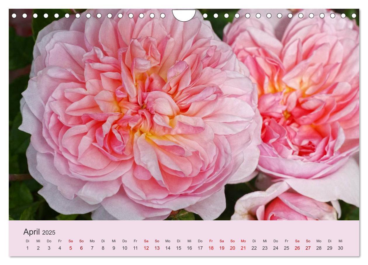 Bild: 9783435453566 | Rosen Reigen im Garten (Wandkalender 2025 DIN A4 quer), CALVENDO...