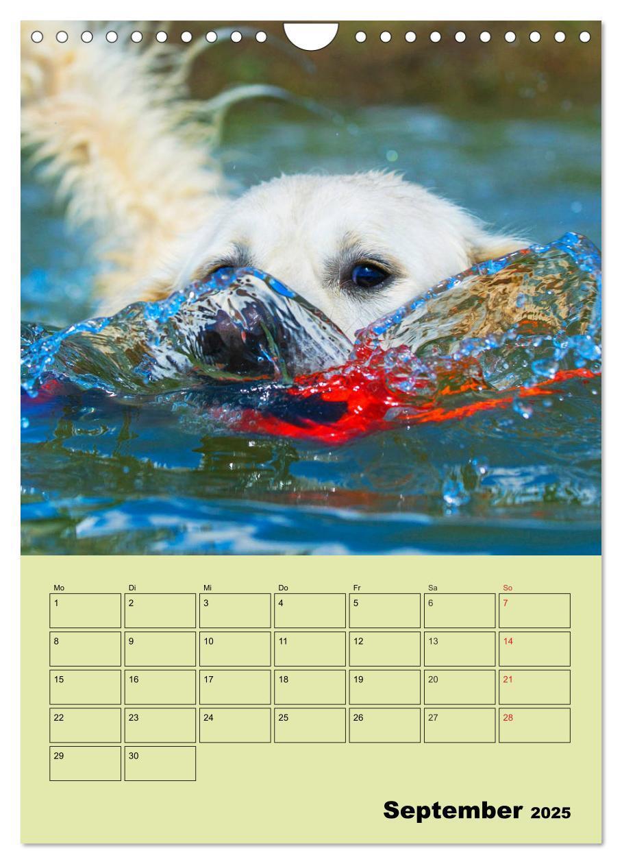 Bild: 9783435960316 | Jahresplaner Golden Retriever (Wandkalender 2025 DIN A4 hoch),...