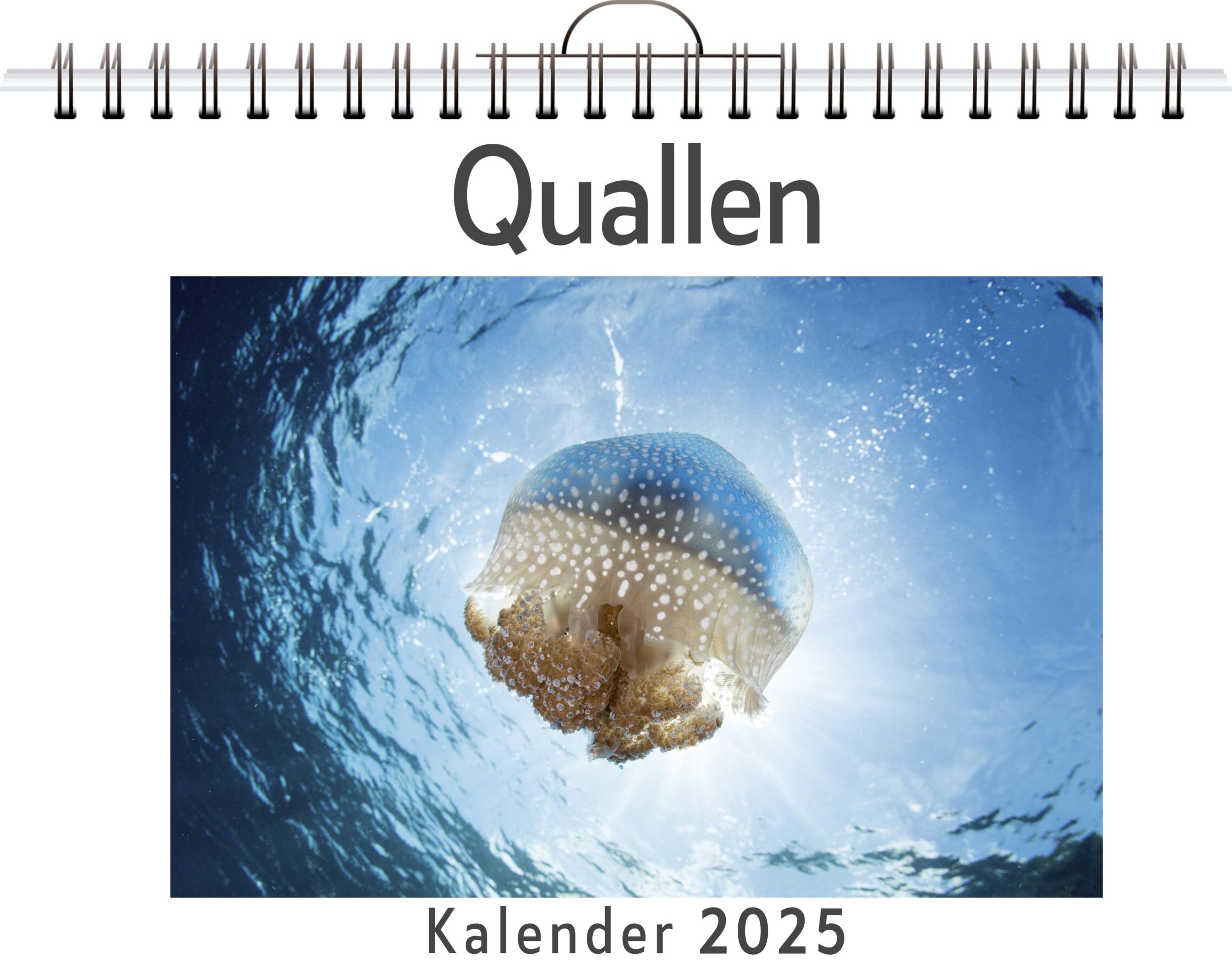 Cover: 9783759122049 | Quallen - (Wandkalender 2025, Kalender DIN A4 quer, Monatskalender...