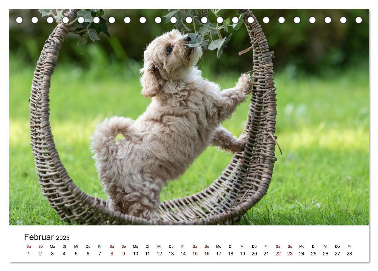 Bild: 9783435037353 | Maltipoo Welpen (Tischkalender 2025 DIN A5 quer), CALVENDO...