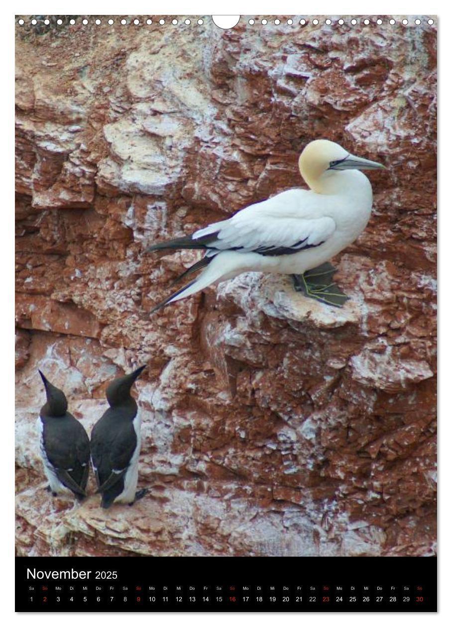 Bild: 9783457082706 | Helgoland in der Nordsee (Wandkalender 2025 DIN A3 hoch), CALVENDO...