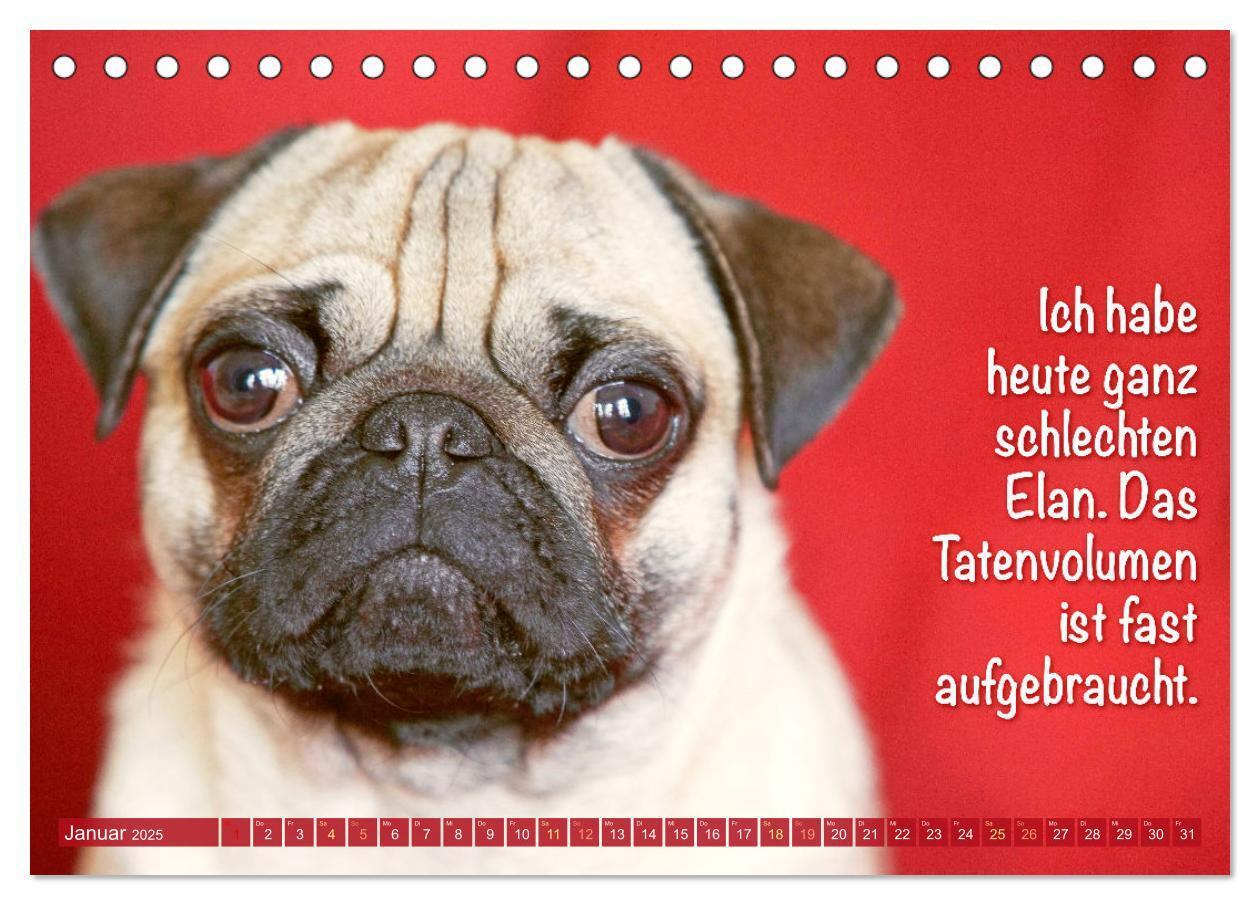 Bild: 9783435070787 | Der Mops: Nicht klein, sondern aufs Wesentliche reduziert. Edition...