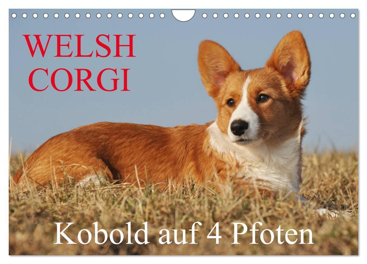 Cover: 9783435671168 | Welsh Corgi - Kobold auf 4 Pfoten (Wandkalender 2025 DIN A4 quer),...