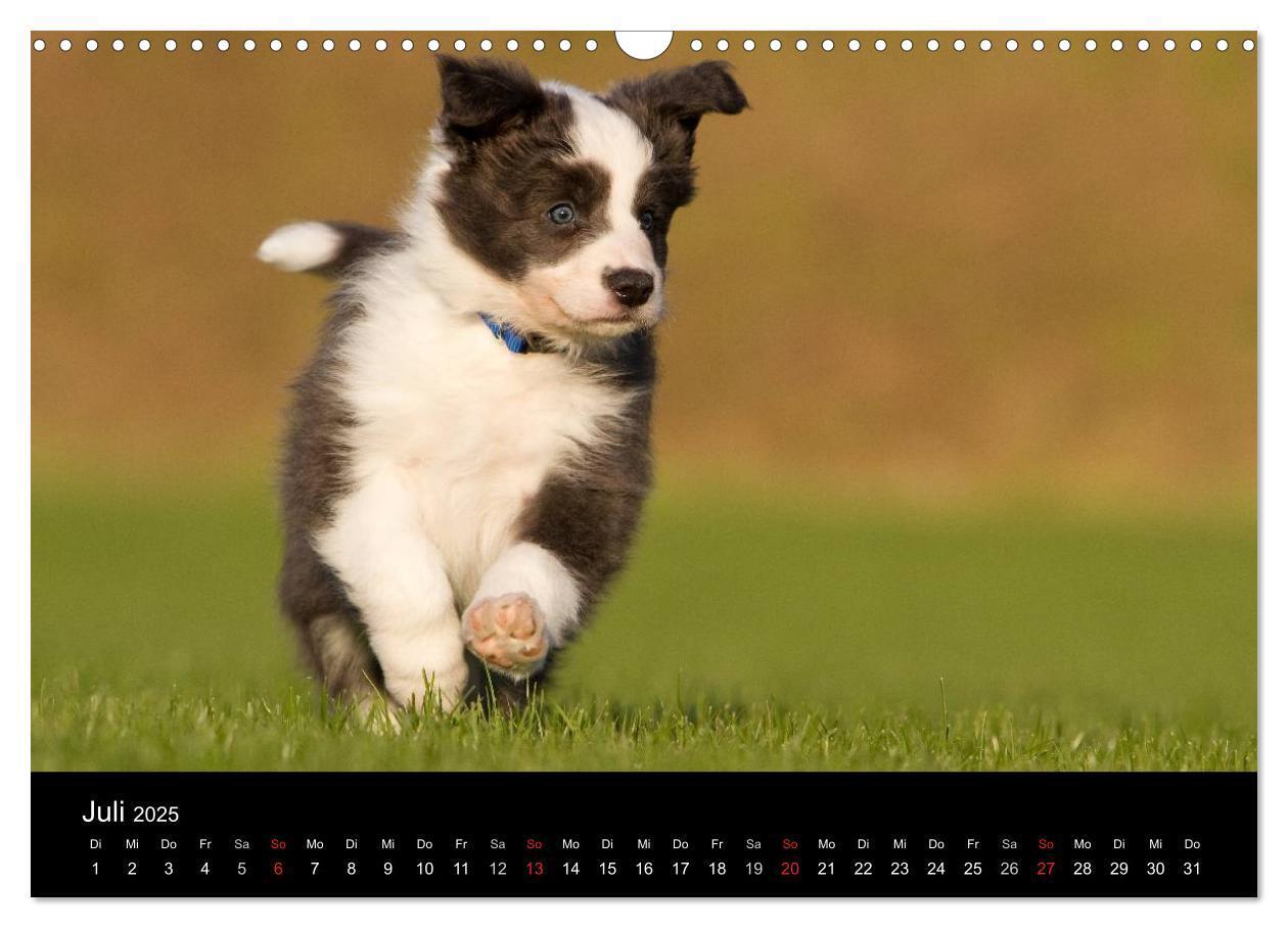 Bild: 9783435834013 | Hundewelpen (Wandkalender 2025 DIN A3 quer), CALVENDO Monatskalender