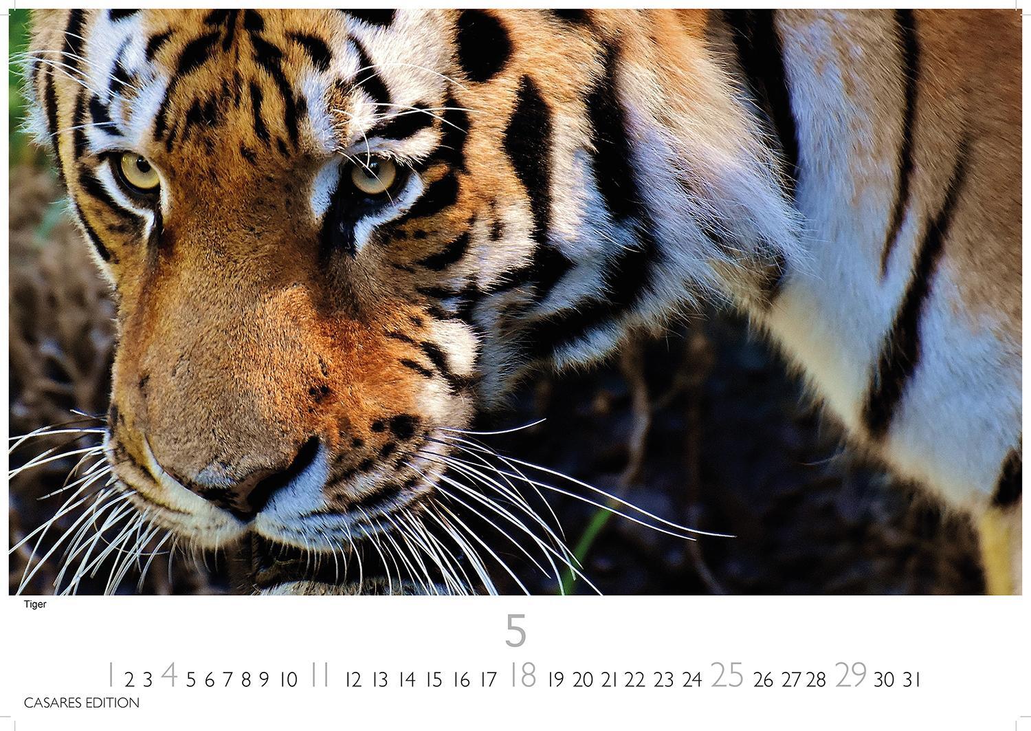 Bild: 9781835241240 | Big Cats 2025 L 35x50cm | Kalender | 14 S. | Deutsch | 2025