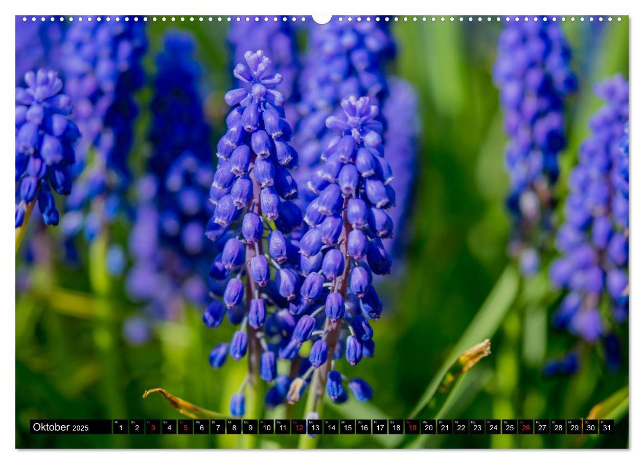 Bild: 9783435227495 | Kleine Blumen ganz groß (Wandkalender 2025 DIN A2 quer), CALVENDO...