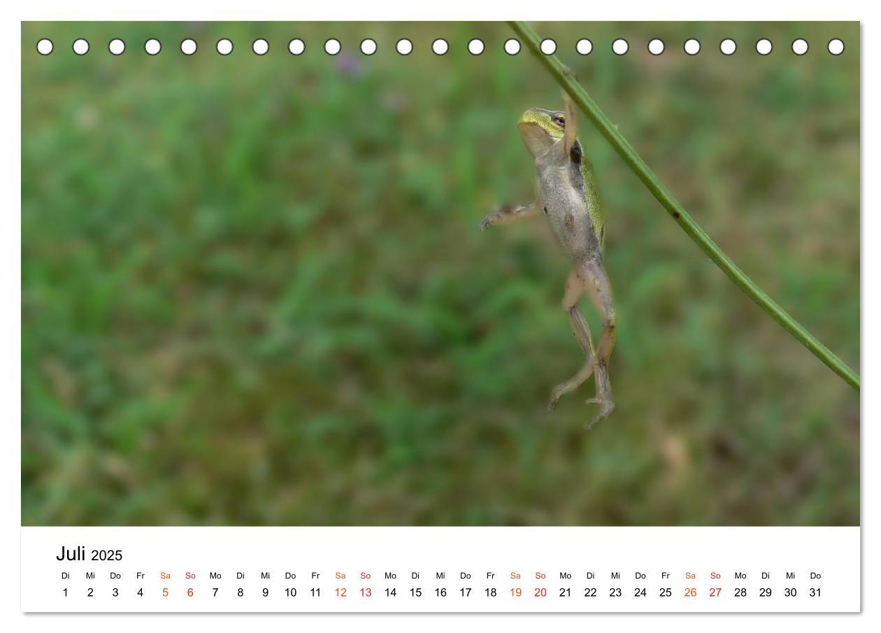 Bild: 9783435695966 | Besucher im Garten - Laubfrösche (Tischkalender 2025 DIN A5 quer),...