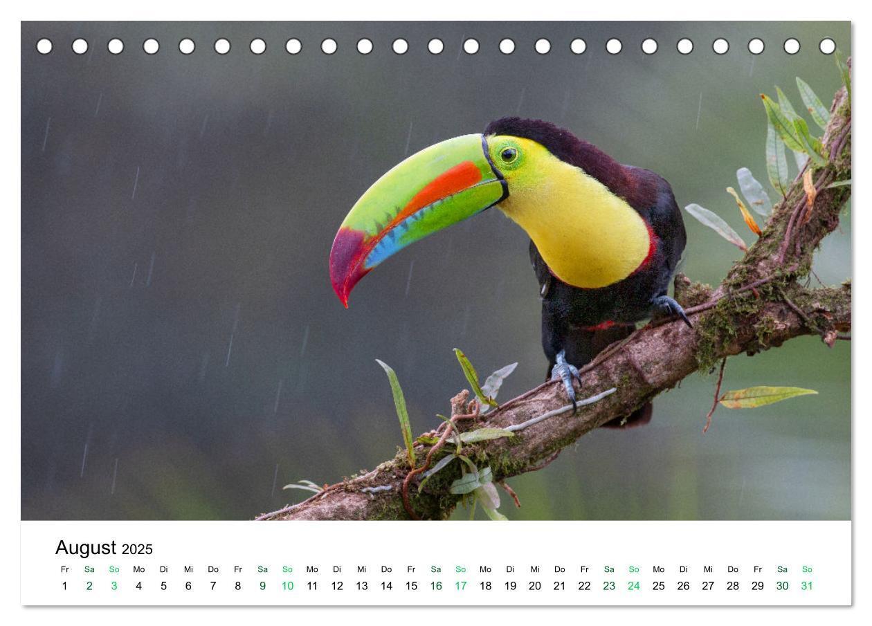 Bild: 9783383977138 | Costa Rica - Tropische Tierwelt (Tischkalender 2025 DIN A5 quer),...