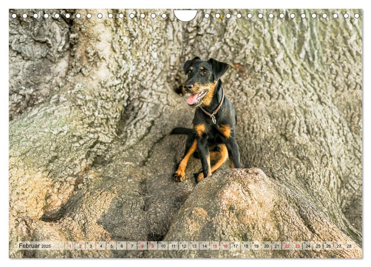 Bild: 9783457190043 | Deutscher Terrier - ein leidenschaftlicher Jäger (Wandkalender 2025...