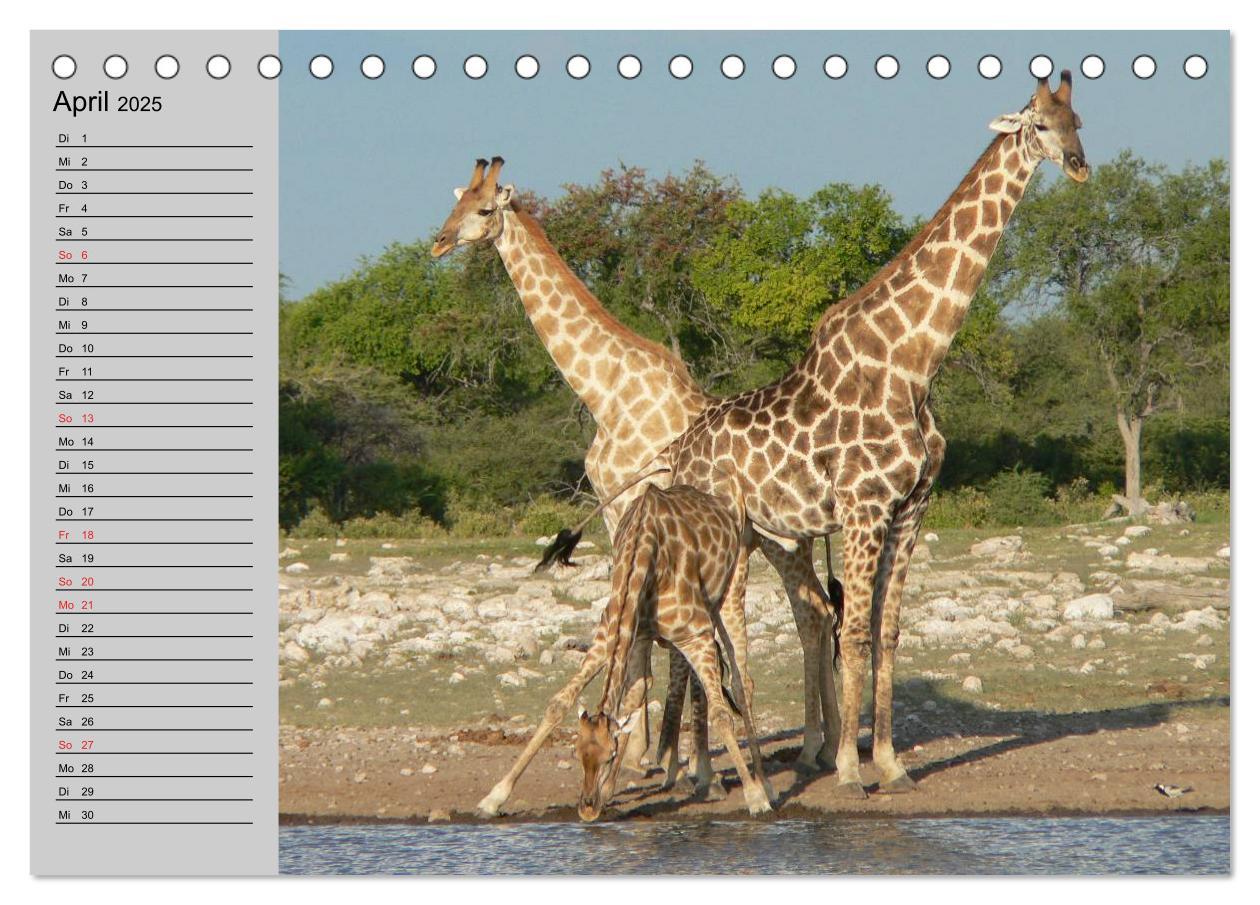 Bild: 9783435534012 | Giraffen. Dem Himmel so nah (Tischkalender 2025 DIN A5 quer),...