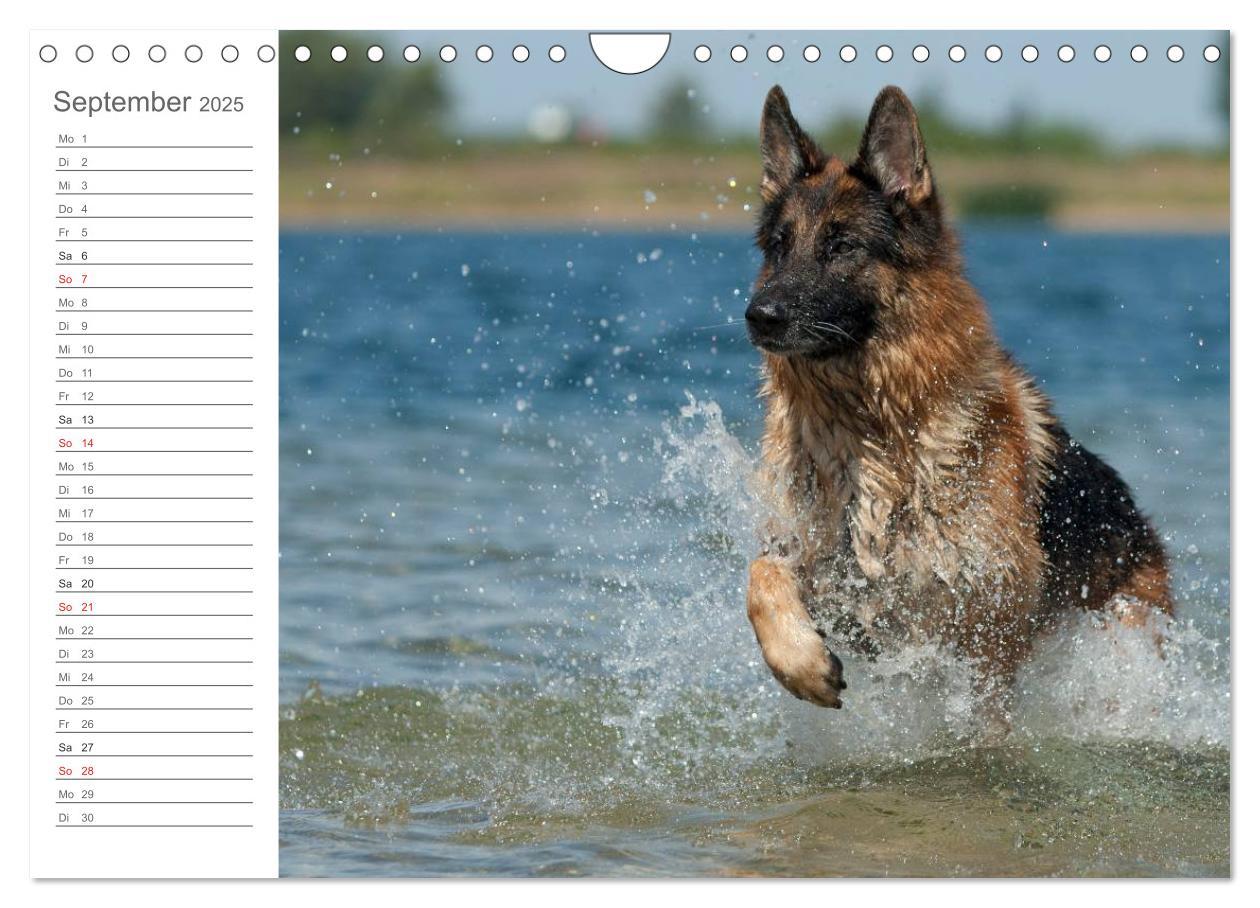 Bild: 9783435474035 | Deutsche Schäferhunde Seelentröster (Wandkalender 2025 DIN A4...