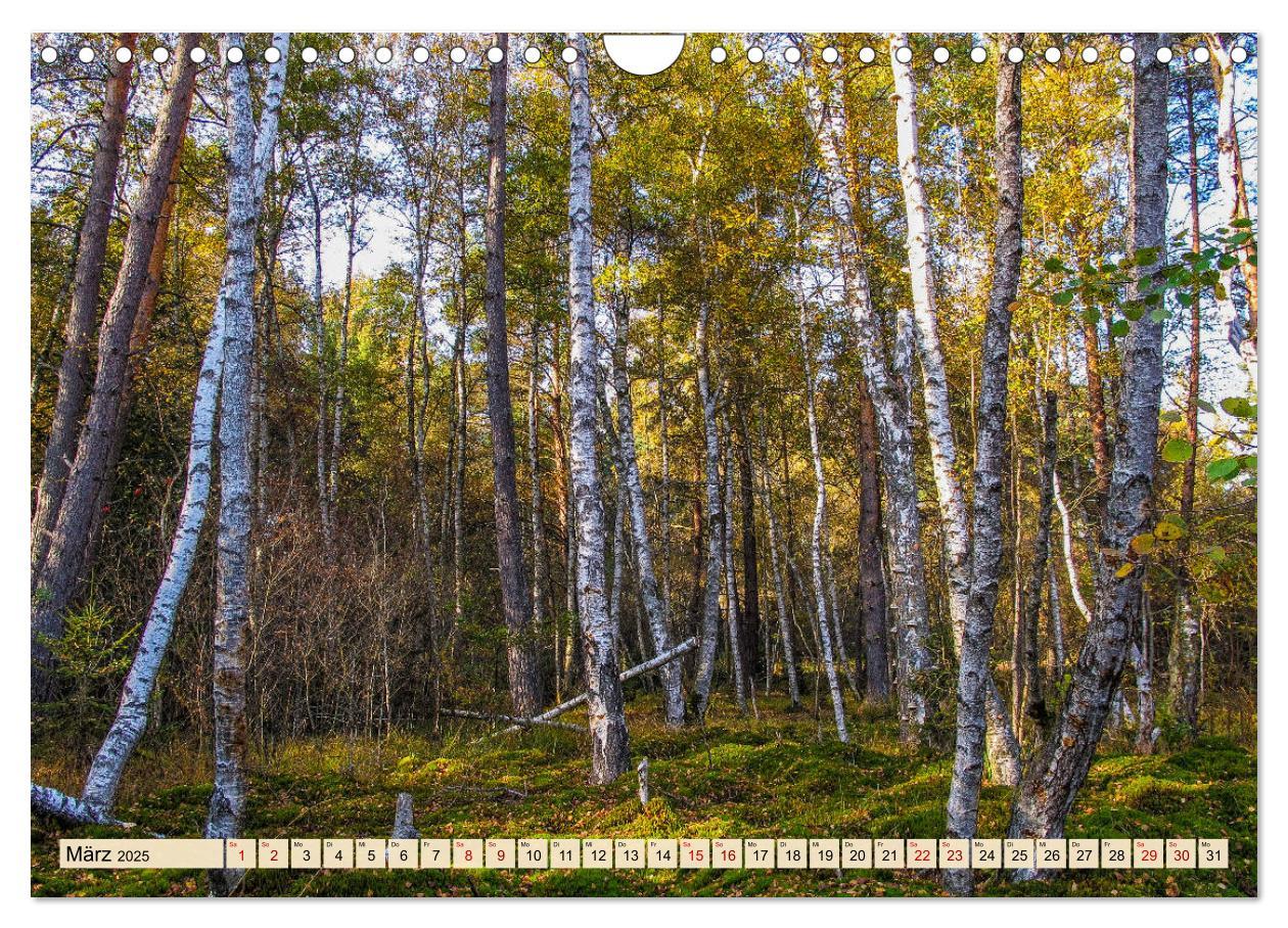 Bild: 9783435228119 | Herbst im Schwenninger Moos (Wandkalender 2025 DIN A4 quer),...