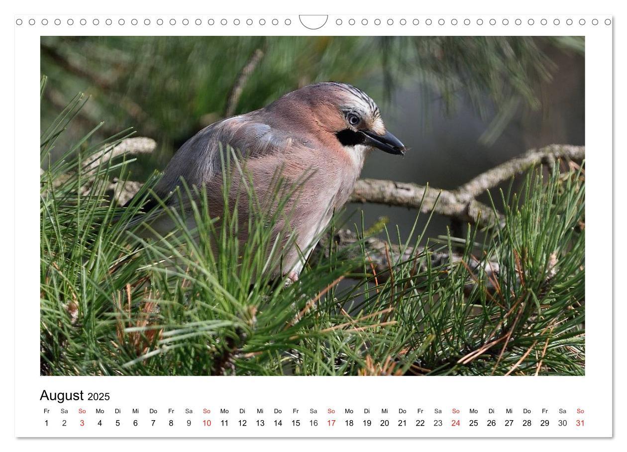 Bild: 9783435474677 | Heimische Gartenvögel - Gefiederte Freunde (Wandkalender 2025 DIN...