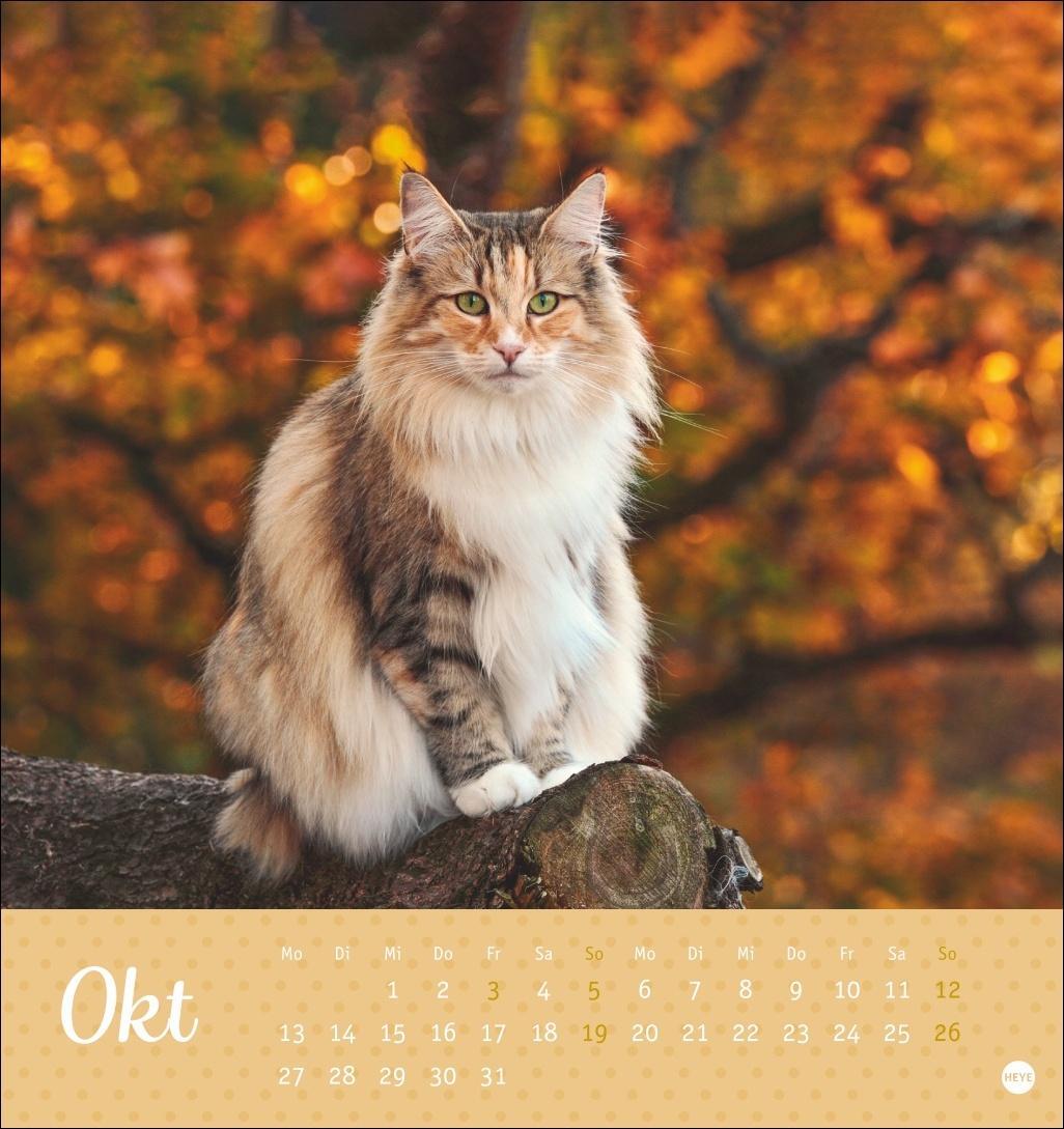 Bild: 9783756407026 | Katzen Postkartenkalender Kleine Tiger 2025 | Heye | Kalender | 13 S.