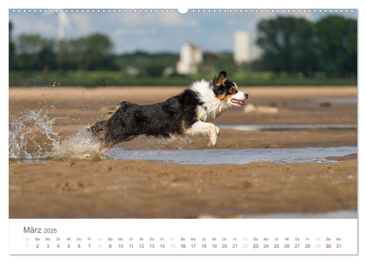 Bild: 9783435672189 | Australian Shepherd 2025 (Wandkalender 2025 DIN A2 quer), CALVENDO...