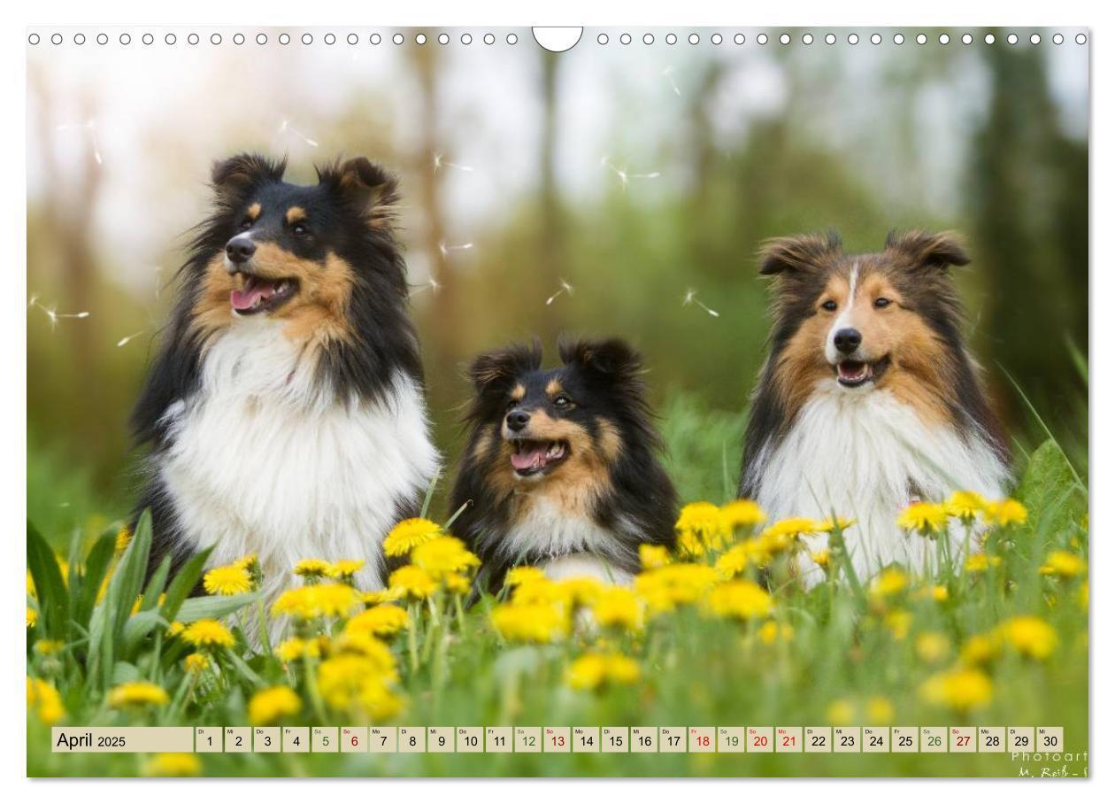 Bild: 9783435423415 | SHELTIES Liebe auf 4 Pfoten (Wandkalender 2025 DIN A3 quer),...