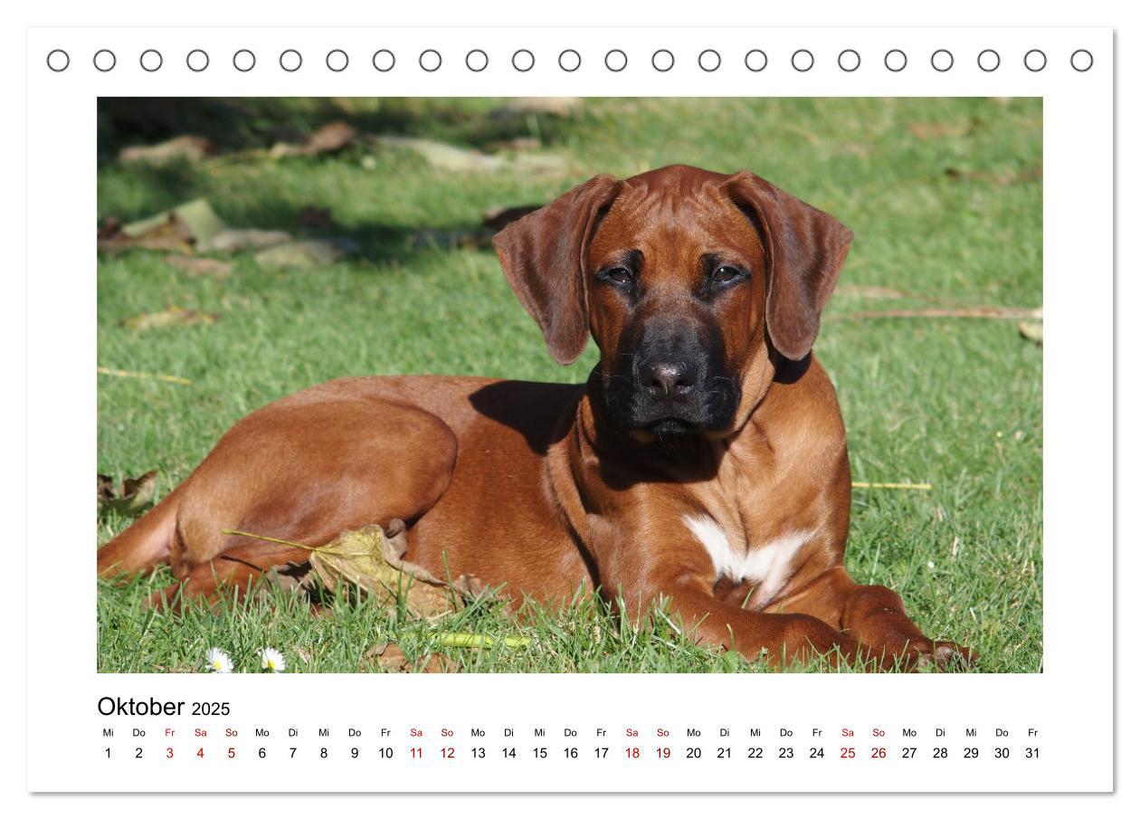 Bild: 9783383983535 | Rhodesian Ridgeback - Charmanter Dickkopf aus Afrika (Tischkalender...