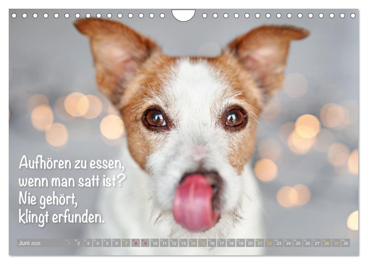 Bild: 9783457199763 | Jack Russell Terrier: flink und verspielt (Wandkalender 2025 DIN A4...