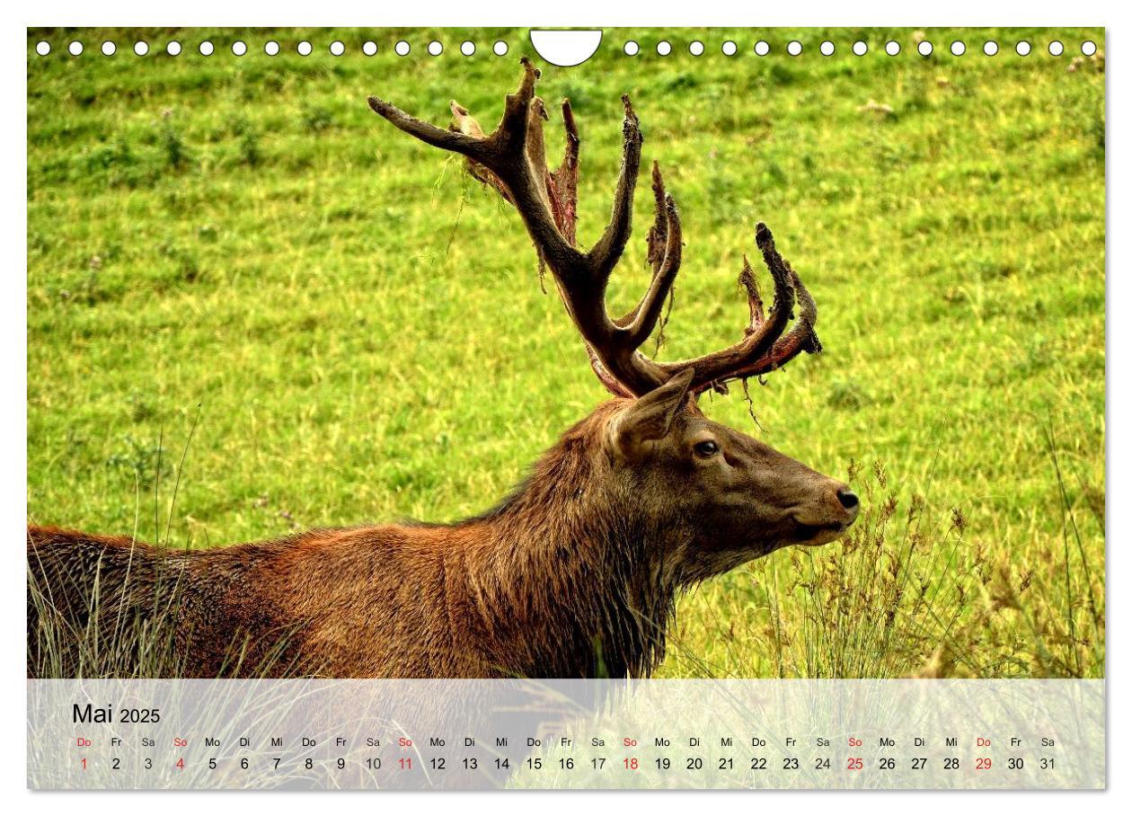 Bild: 9783435516292 | Rotwild. Edle Hirsche, stolze Kühe (Wandkalender 2025 DIN A4 quer),...