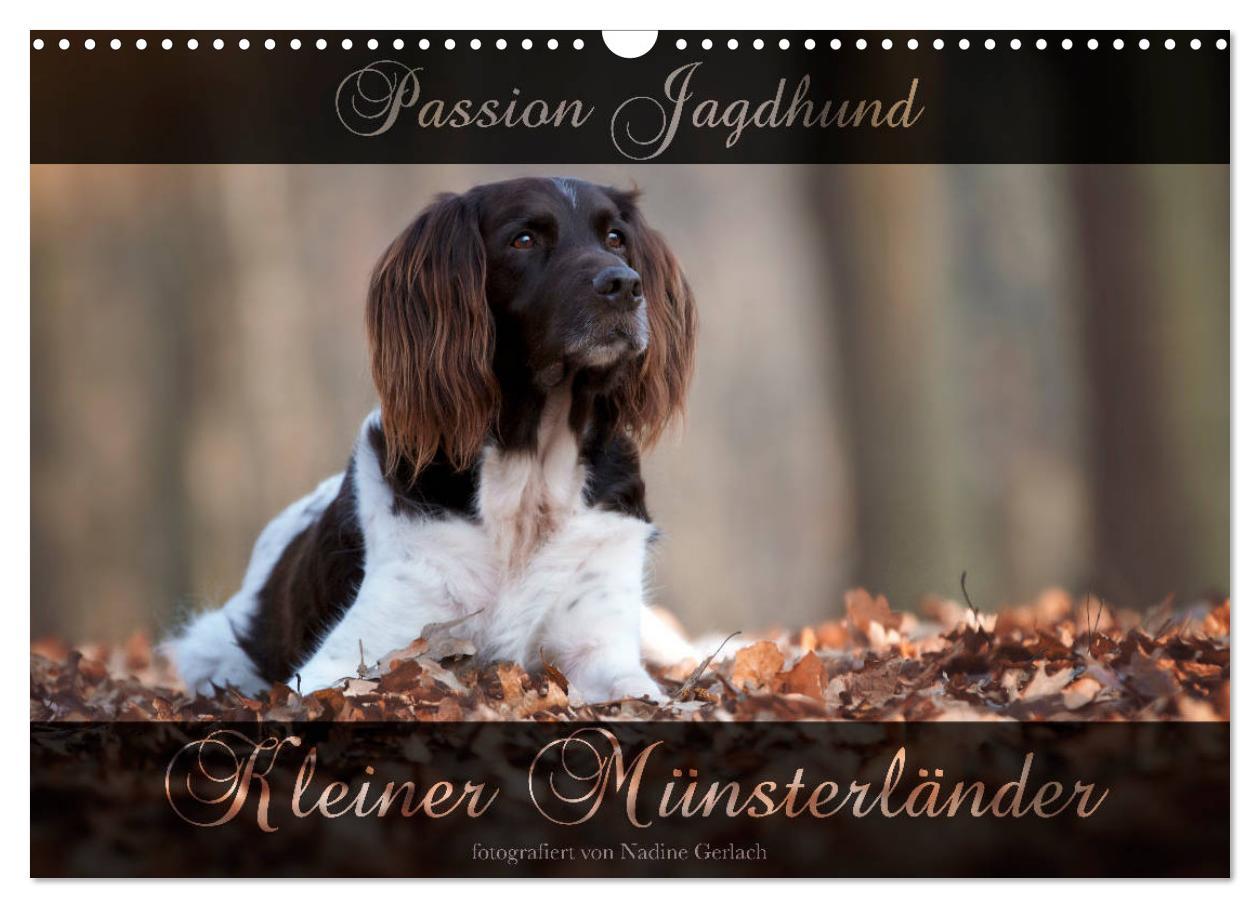 Cover: 9783435268917 | Passion Jagdhund - Kleiner Münsterländer (Wandkalender 2025 DIN A3...