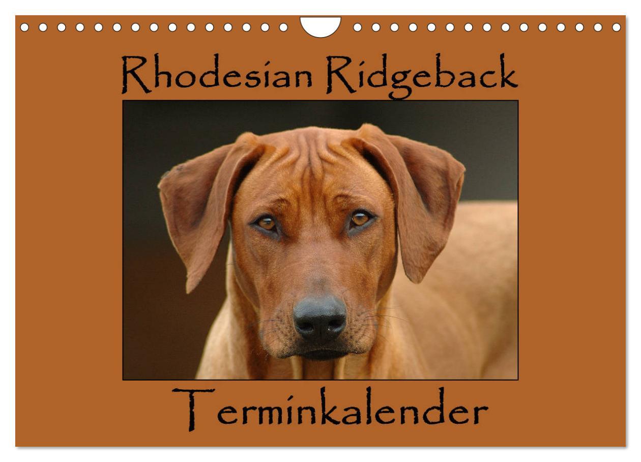 Cover: 9783435455195 | Rhodesian Ridgeback Terminkalender (Wandkalender 2025 DIN A4 quer),...