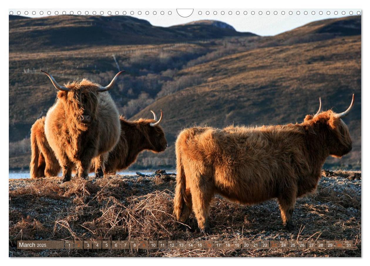 Bild: 9781325994229 | Highland Cattle - Native Breed of Scotland (Wall Calendar 2025 DIN...