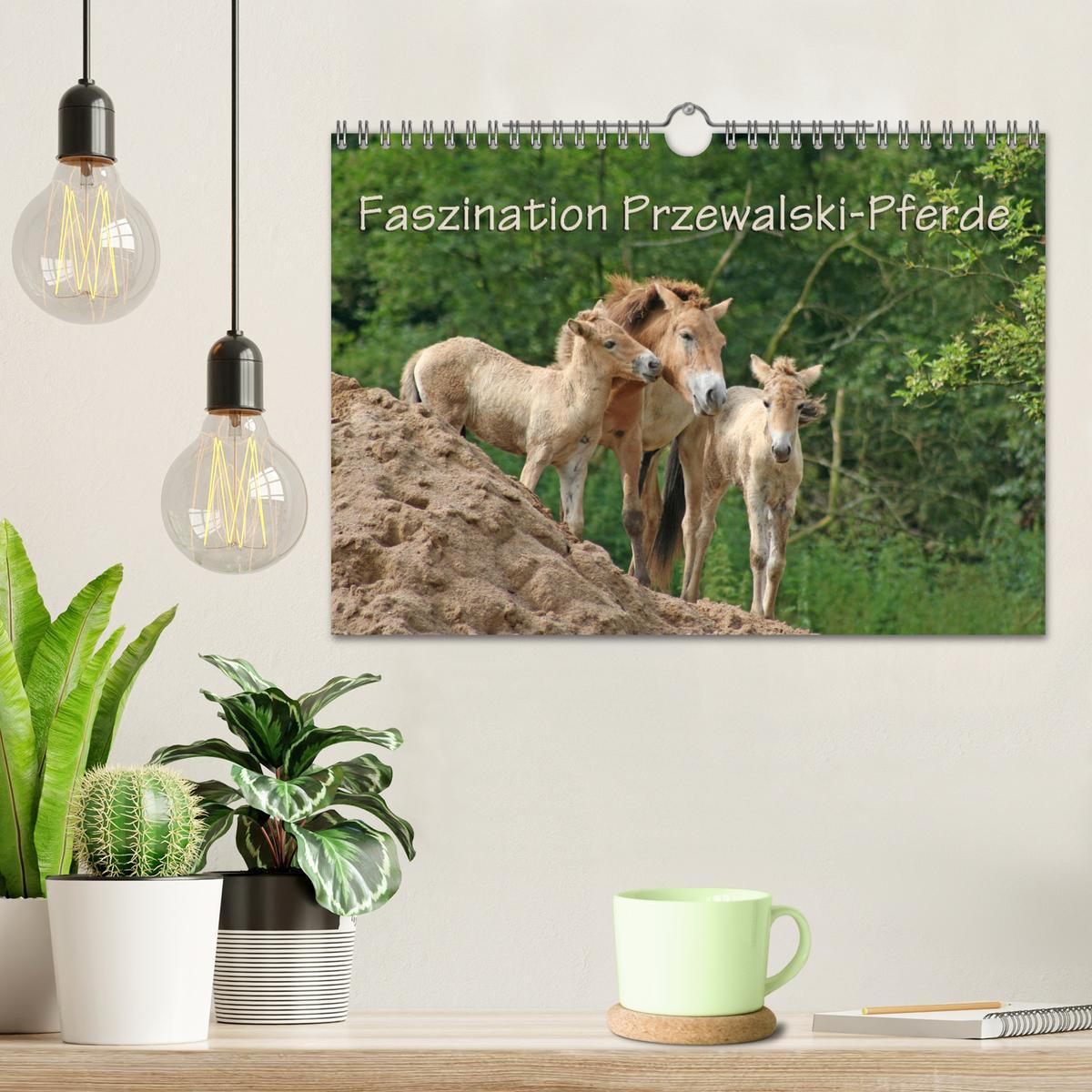 Bild: 9783435342495 | Faszination Przewalski-Pferde (Wandkalender 2025 DIN A4 quer),...