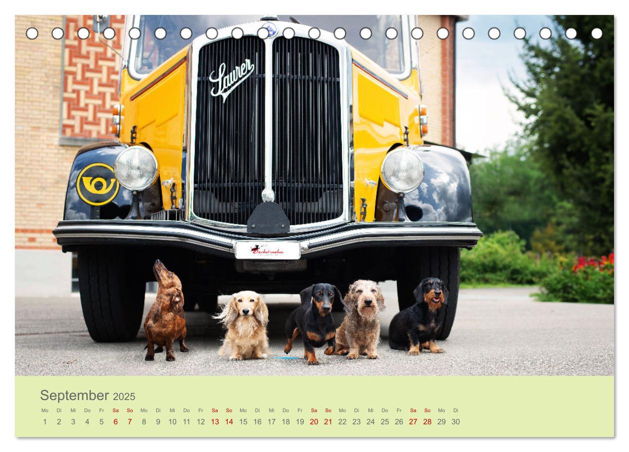 Bild: 9783457206454 | Dackel unterwegs (Tischkalender 2025 DIN A5 quer), CALVENDO...