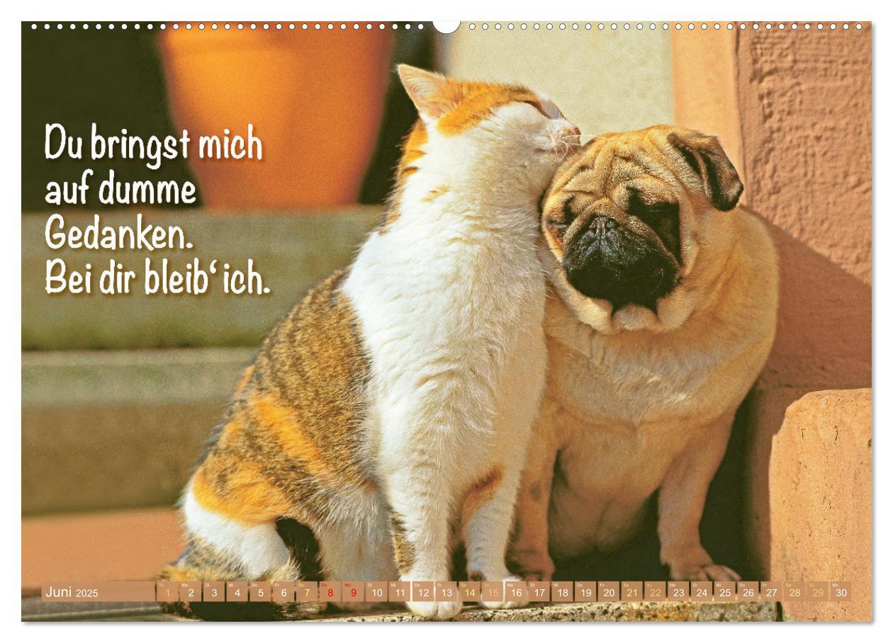 Bild: 9783457167205 | Lächeln mit Mops (Wandkalender 2025 DIN A2 quer), CALVENDO...