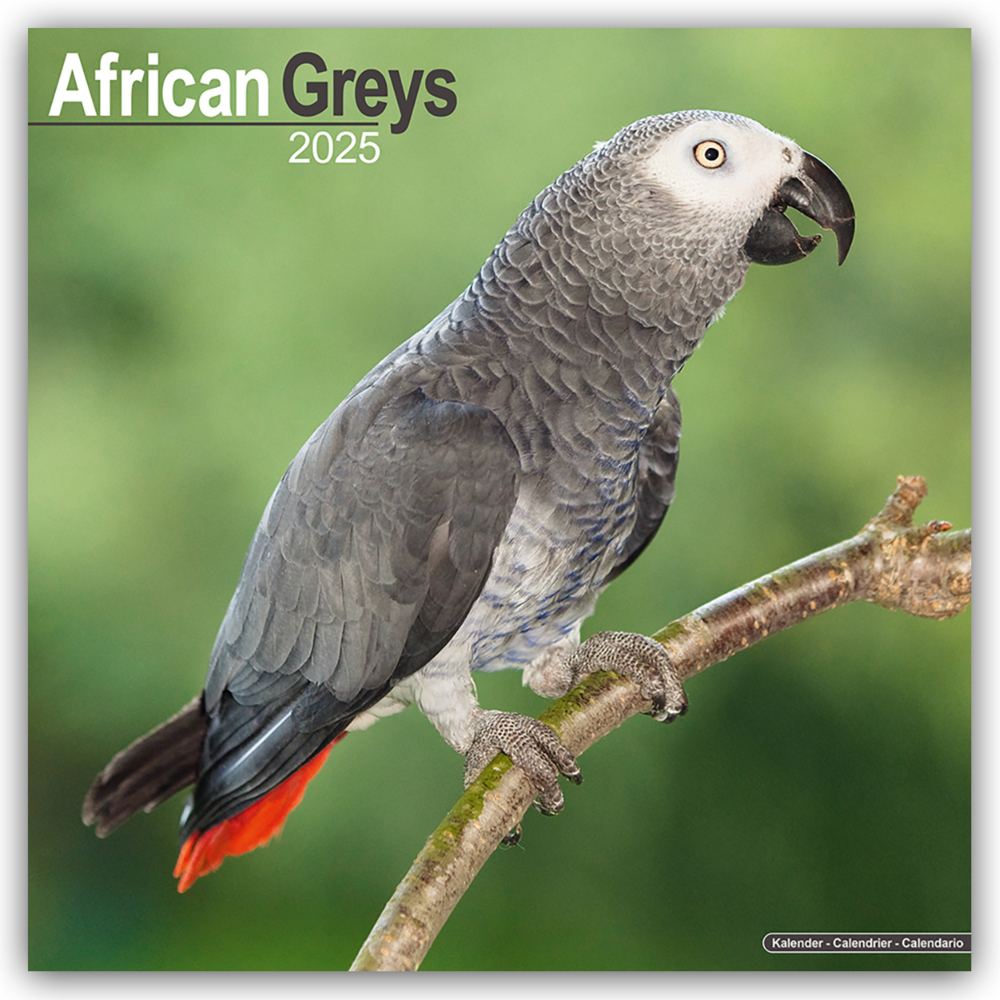 Cover: 9781804604120 | African Greys - Graupapageien 2025 - 16-Monatskalender | Ltd | 13 S.