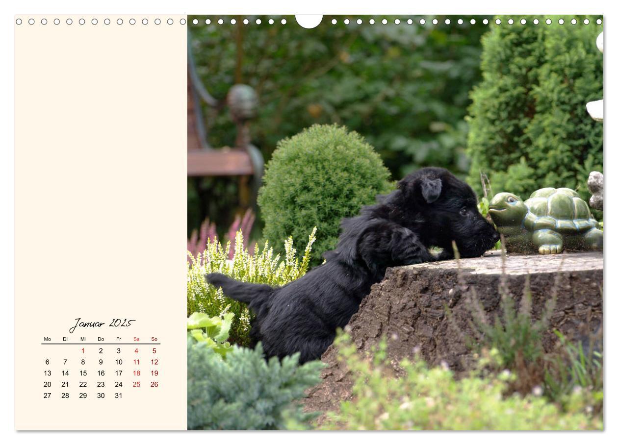 Bild: 9783435341672 | Scottish Terrier - Charmantes Rauhbein (Wandkalender 2025 DIN A3...