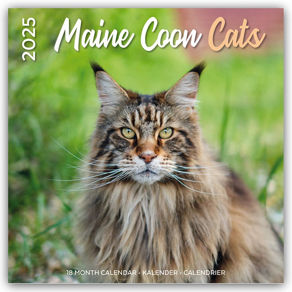 Cover: 9783803530295 | Maine Coon Cats - Main Coon Katzen 2025 - 18-Monatskalender | Gifts