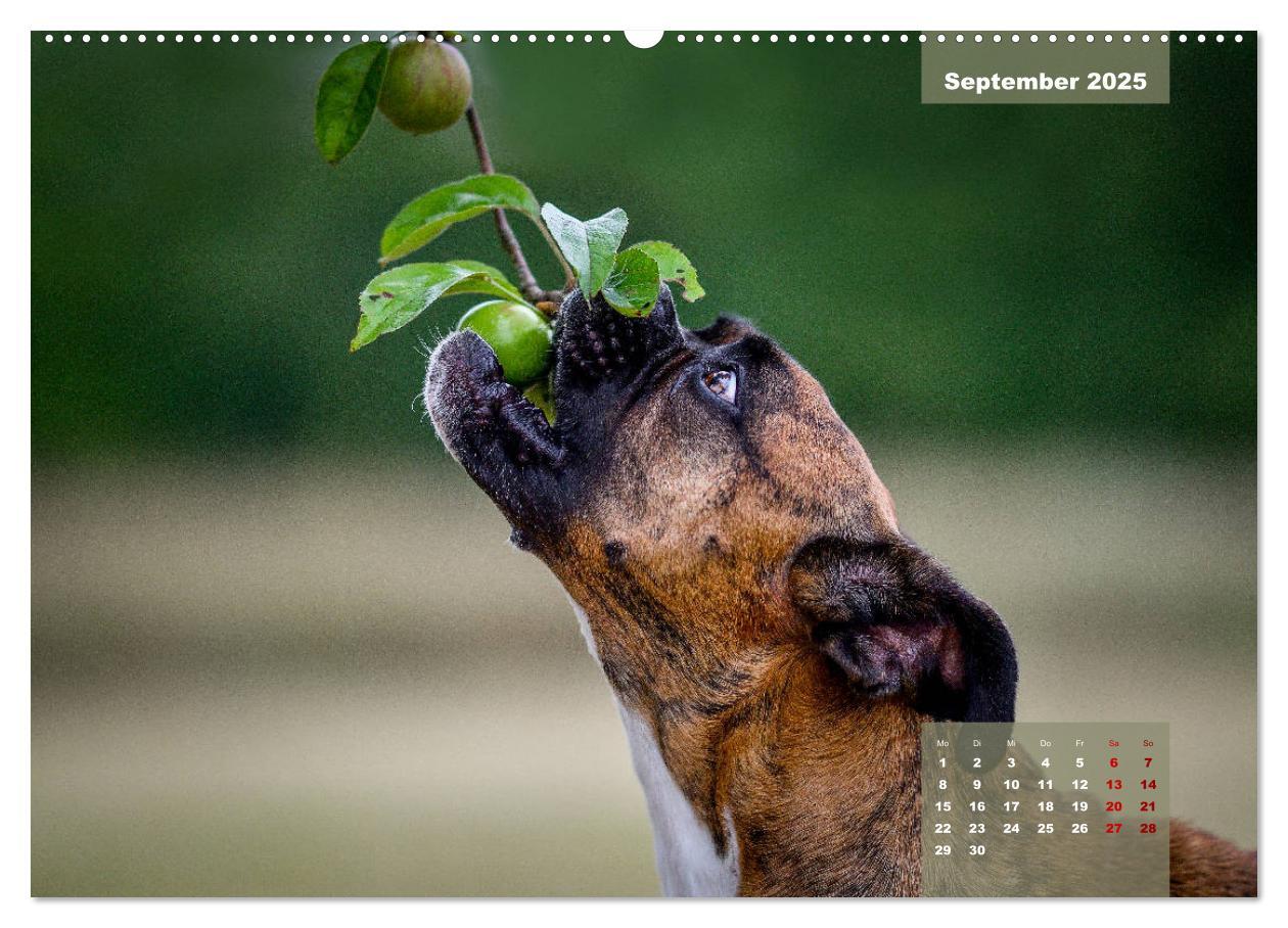 Bild: 9783435110452 | Boxer Frech und fröhlich durch das Jahr (Wandkalender 2025 DIN A2...